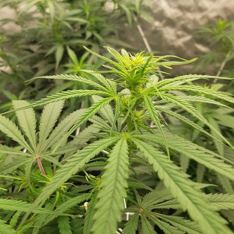 Blueberry OG growlog timeline photo