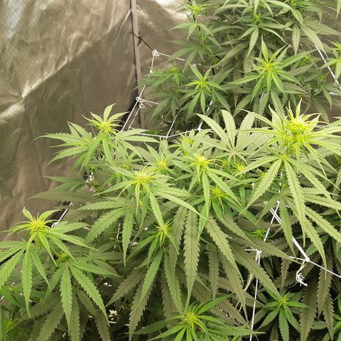 Blueberry OG growlog timeline photo