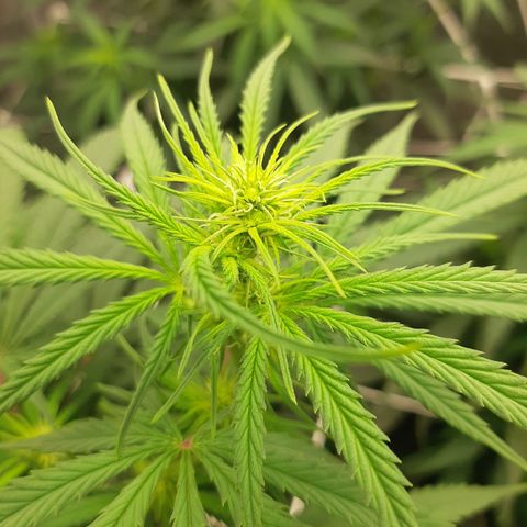 Blueberry OG growlog timeline photo