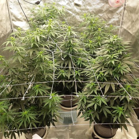 Blueberry OG growlog timeline photo