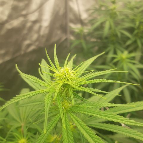 Blueberry OG growlog timeline photo
