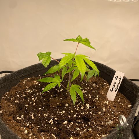 Amnesia Blackberry Moonrock growlog photo: Topping 
