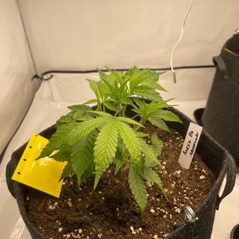 Amnesia Blackberry Moonrock growlog timeline photo
