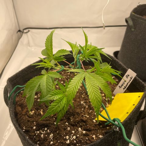 Amnesia Blackberry Moonrock growlog photo: LST