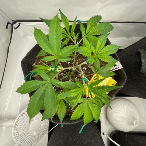 Amnesia Blackberry Moonrock growlog timeline photo