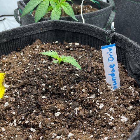 Sundae Driver growlog timeline photo