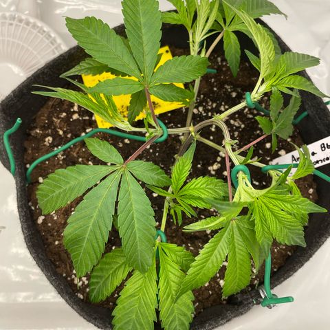 Amnesia Blackberry Moonrock growlog timeline photo