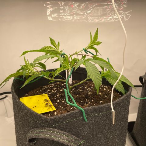 Amnesia Blackberry Moonrock growlog timeline photo