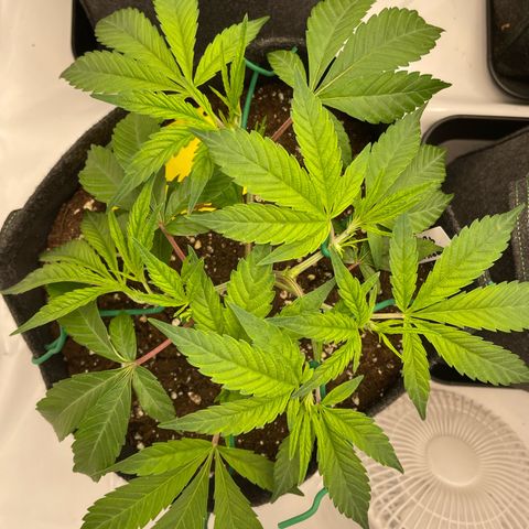 Amnesia Blackberry Moonrock growlog timeline photo