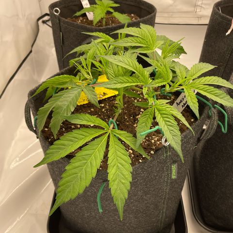 Amnesia Blackberry Moonrock growlog timeline photo