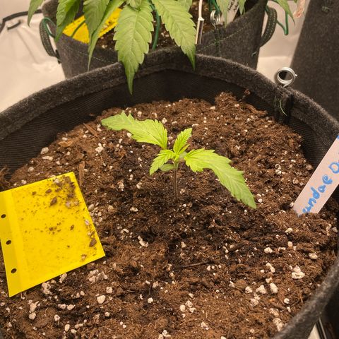 Sundae Driver growlog timeline photo