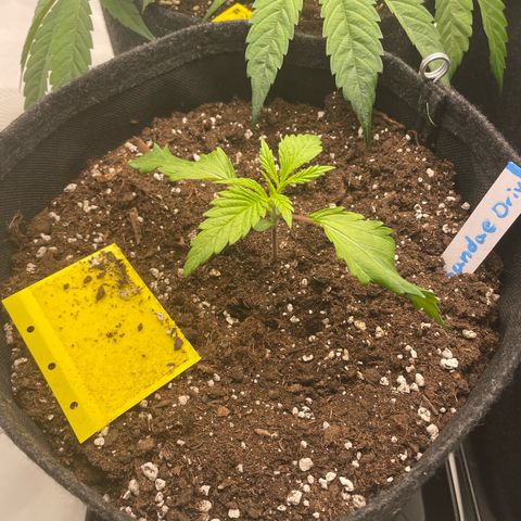 Sundae Driver growlog timeline photo