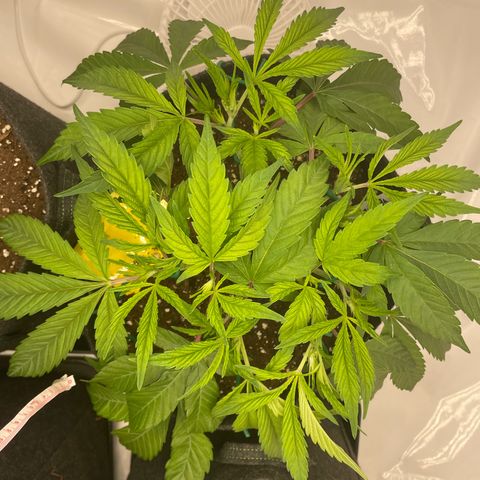 Amnesia Blackberry Moonrock growlog timeline photo