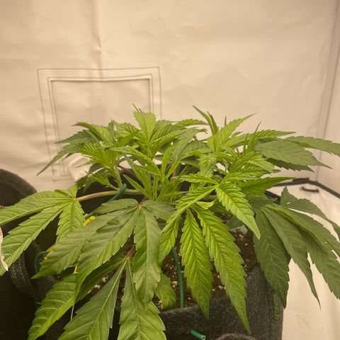 Amnesia Blackberry Moonrock growlog timeline photo