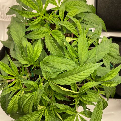 Amnesia Blackberry Moonrock growlog timeline photo