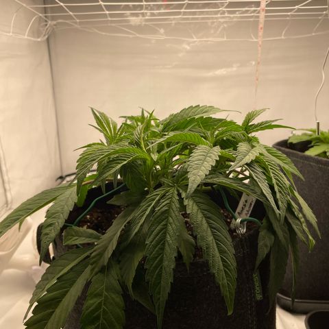 Amnesia Blackberry Moonrock growlog timeline photo