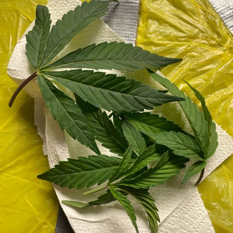 Amnesia Blackberry Moonrock growlog timeline photo