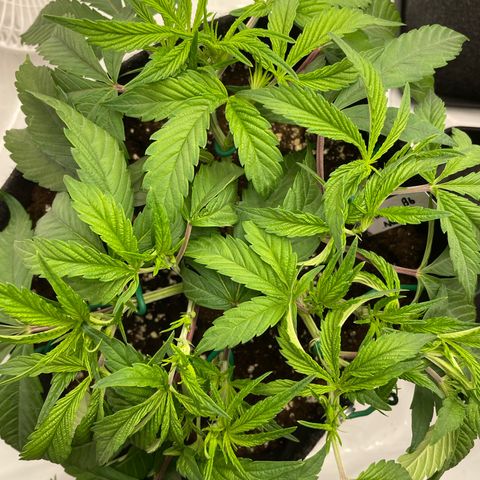Amnesia Blackberry Moonrock growlog timeline photo