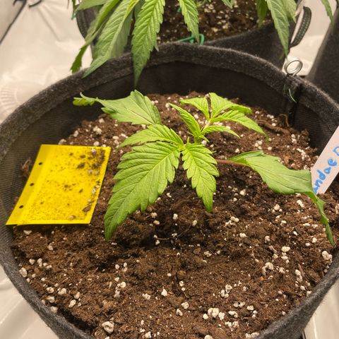 Sundae Driver growlog timeline photo