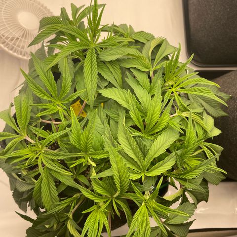 Amnesia Blackberry Moonrock growlog timeline photo