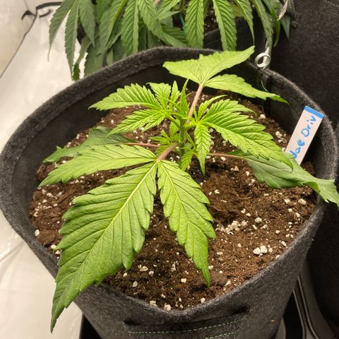 Sundae Driver growlog timeline photo