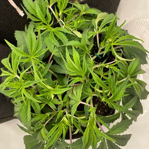 Amnesia Blackberry Moonrock growlog timeline photo