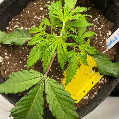 Sundae Driver growlog timeline photo