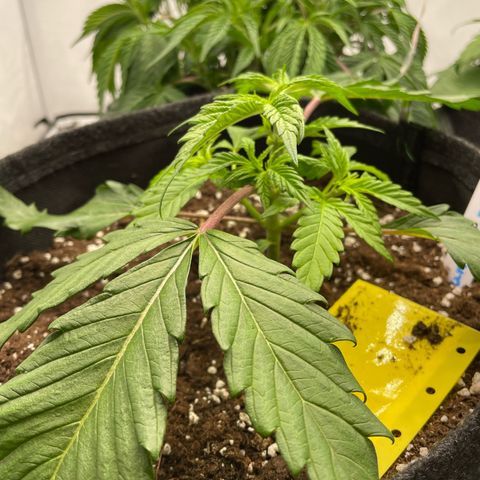Sundae Driver growlog timeline photo