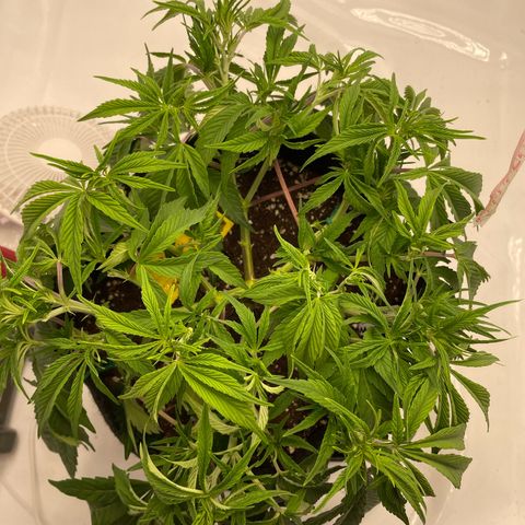 Amnesia Blackberry Moonrock growlog timeline photo