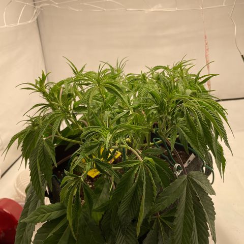 Amnesia Blackberry Moonrock growlog timeline photo
