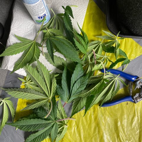 Amnesia Blackberry Moonrock growlog timeline photo