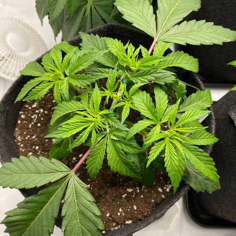 Sundae Driver growlog timeline photo
