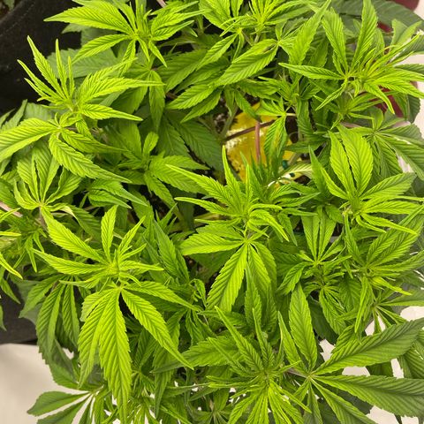 Amnesia Blackberry Moonrock growlog timeline photo