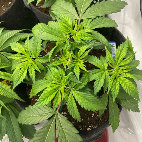 Sundae Driver growlog timeline photo
