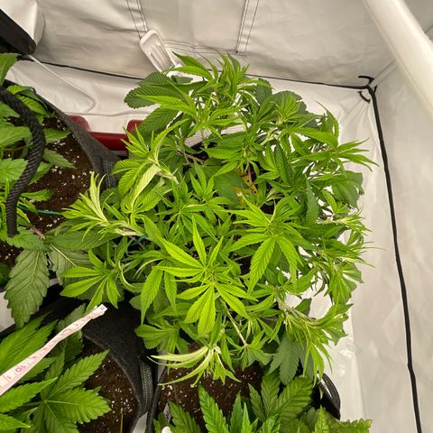 Amnesia Blackberry Moonrock growlog timeline photo
