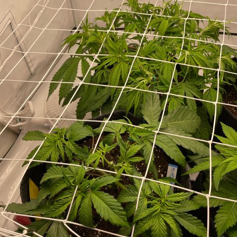 Sundae Driver growlog photo: SCROG