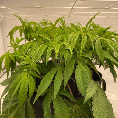 Amnesia Blackberry Moonrock growlog timeline photo