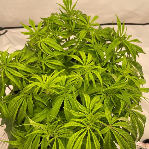 Amnesia Blackberry Moonrock growlog timeline photo