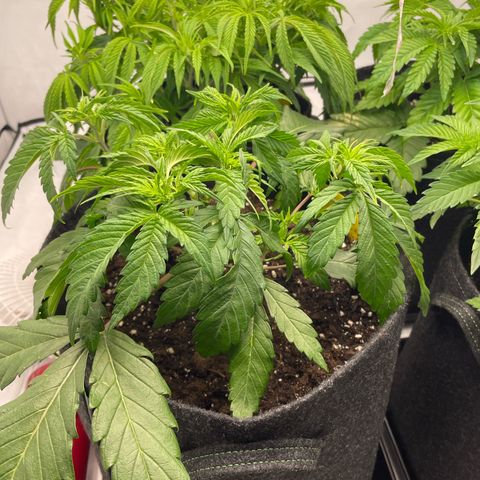 Sundae Driver growlog timeline photo