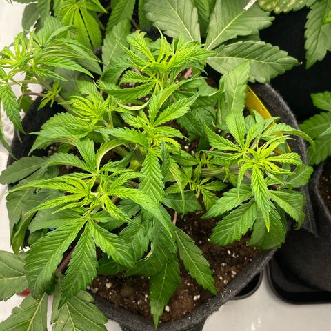 Sundae Driver growlog timeline photo