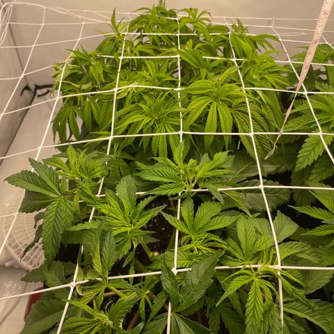 Sundae Driver growlog timeline photo
