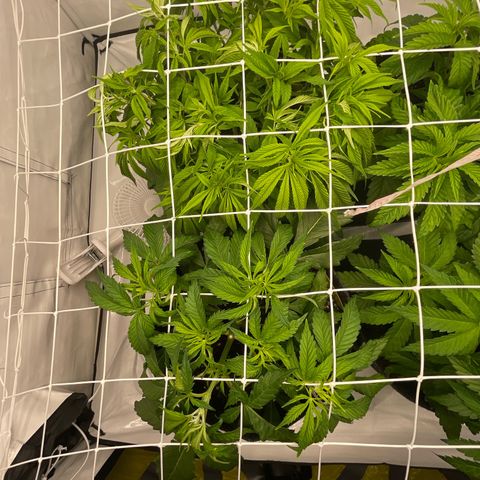 Sundae Driver growlog timeline photo