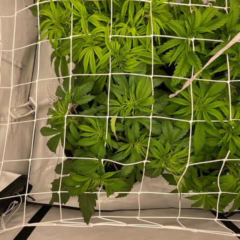 Sundae Driver growlog timeline photo