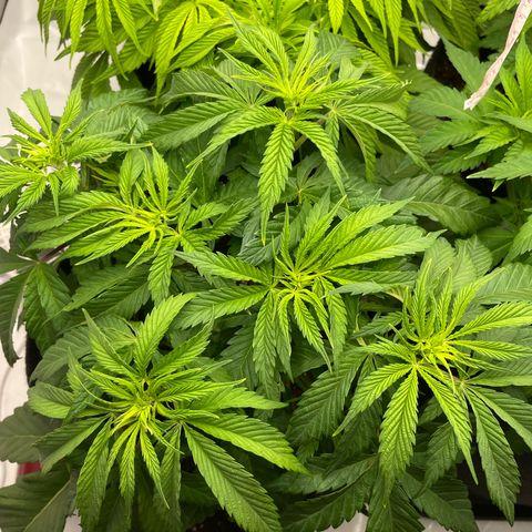 Sundae Driver growlog timeline photo