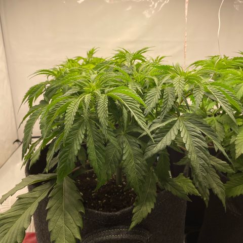 Sundae Driver growlog timeline photo
