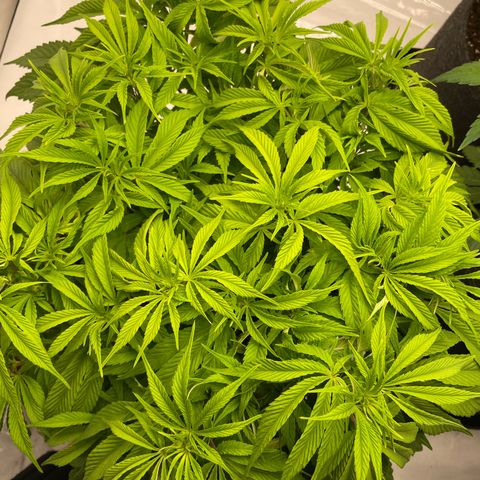 Amnesia Blackberry Moonrock growlog timeline photo