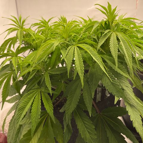 Amnesia Blackberry Moonrock growlog timeline photo