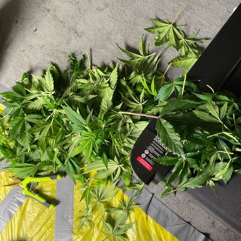 Sundae Driver growlog timeline photo