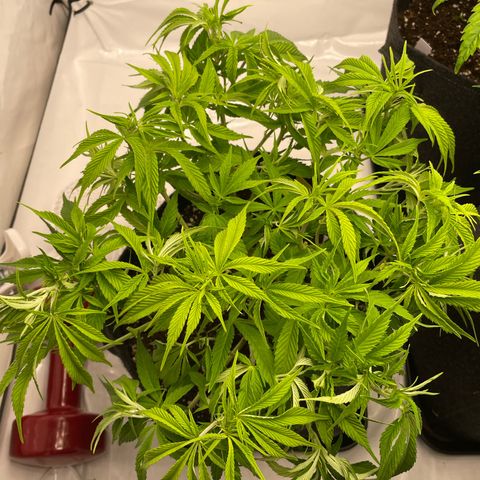 Amnesia Blackberry Moonrock growlog timeline photo