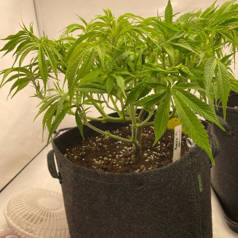 Amnesia Blackberry Moonrock growlog timeline photo